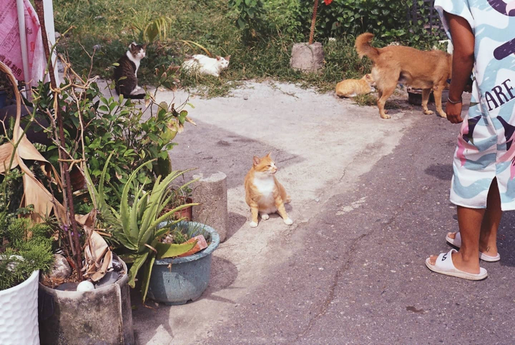 Aparat analogowy Nikon RF