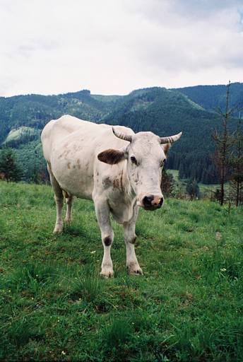 Aparat analogowy Olympus Superzoom 160