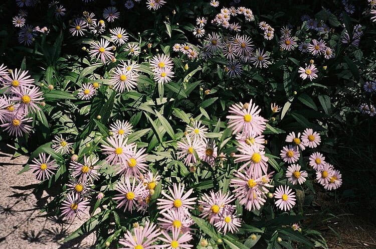 Yashica zoomtec 70+ pilot zdalnego sterowania