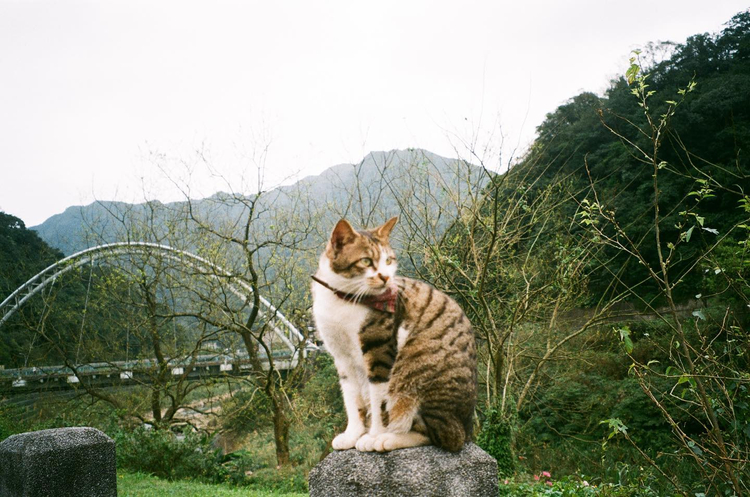 Fujifilm DL-270 zoom super