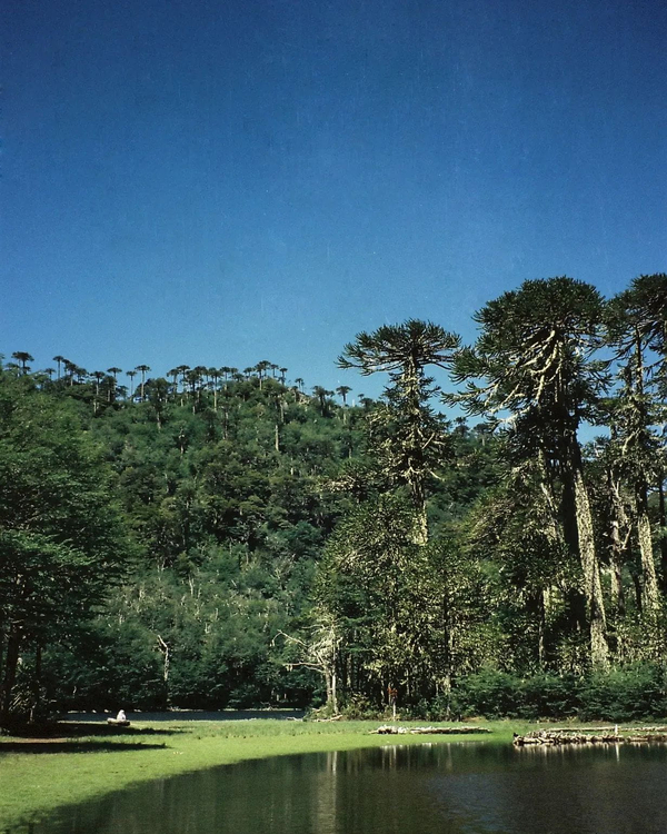 Aparat analogowy Praktica Superzoom 800 AF Super Zoom