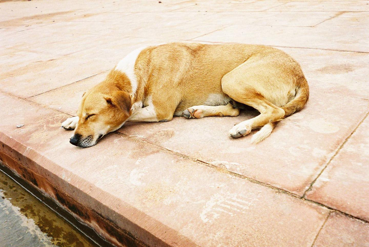 Aparat analogowy Kodak Pro-Star 111