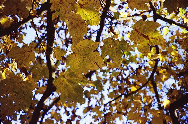 Braun trend zoom 120s