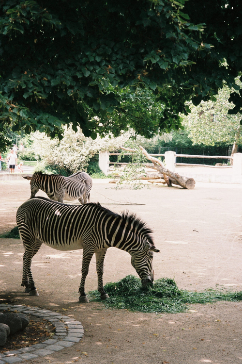 Olympus Mju I zoom 70